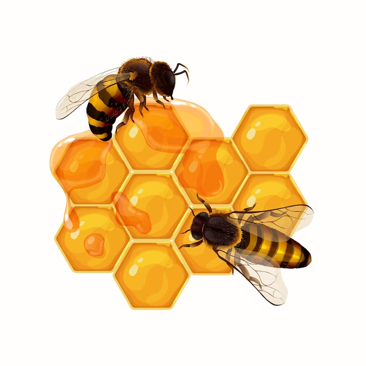 Beginners In Beekeeping