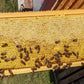 MayBee Hives 10 Pack Super Beehive Frames and Foundations,100% Beeswax Coated Food Grade Foundation Sheets